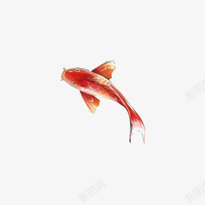 一个金鱼图标png免抠素材_新图网 https://ixintu.com 动物 素材 装饰 金鱼