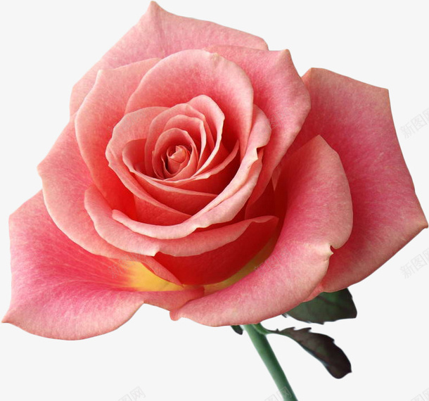 这是一朵粉色的花png免抠素材_新图网 https://ixintu.com PNG 免扣 粉色 花