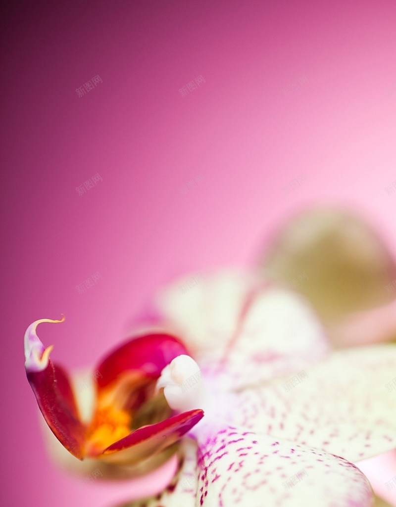 风景红底白色鲜花花朵H5背景素材jpg设计背景_新图网 https://ixintu.com 风景 红底 白色 鲜花 花朵 H5 鲜花花朵 摄影