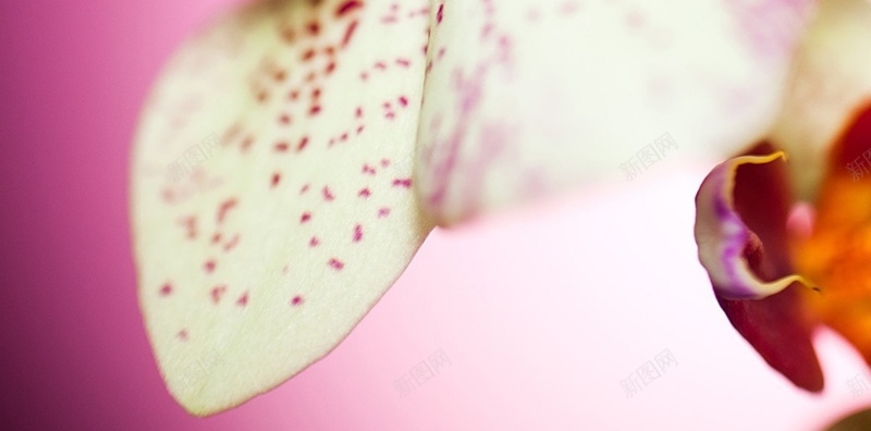 风景红底白色鲜花花朵H5背景素材jpg设计背景_新图网 https://ixintu.com 风景 红底 白色 鲜花 花朵 H5 鲜花花朵 摄影