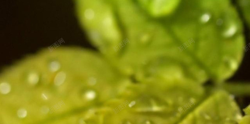 绿叶上的水珠H5背景jpg设计背景_新图网 https://ixintu.com 植物 水珠 水滴 叶子 绿色 H 5背景 H5 h5 摄影 风景