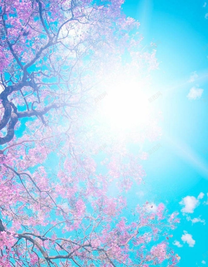 花朵摄影蓝色H5背景jpg设计背景_新图网 https://ixintu.com 天空 蓝色 阳光 花朵 粉色 H5 h5 摄影 风景