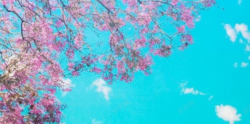 花朵摄影蓝色H5背景jpg设计背景_新图网 https://ixintu.com 天空 蓝色 阳光 花朵 粉色 H5 h5 摄影 风景