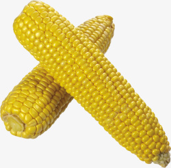 健康营养玉米素材