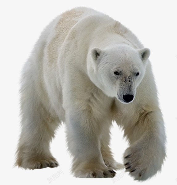 北极熊实物png免抠素材_新图网 https://ixintu.com 动物 实物 熊 行走的熊 装饰
