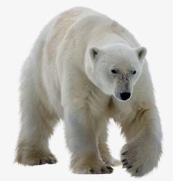 行走的动物北极熊实物高清图片