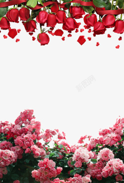 簇红色玫瑰花粉色花簇装饰背景高清图片