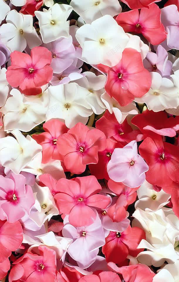 粉色白色花朵装饰png免抠素材_新图网 https://ixintu.com 白色 粉色 花朵 装饰