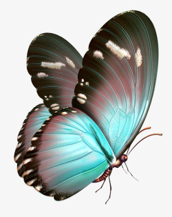 创意彩色蝴蝶二素材