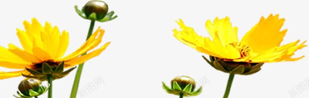 黄色夏季小花绿叶装饰png免抠素材_新图网 https://ixintu.com 夏季 绿叶 装饰 黄色