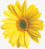 黄色植物花朵海报效果素材