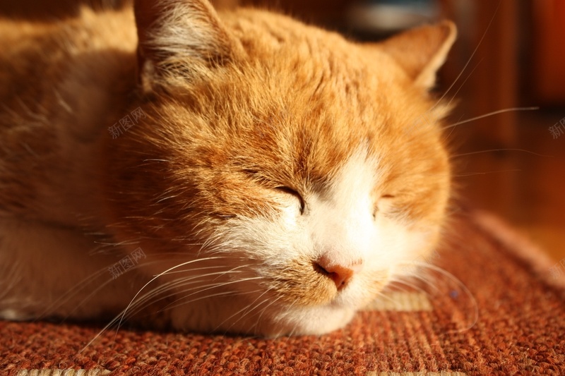 睡懒觉的橘猫jpg设计背景_新图网 https://ixintu.com 可爱 慵懒的猫 橘猫 猫 睡觉