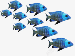 鱼动物热带鱼鱼群素材