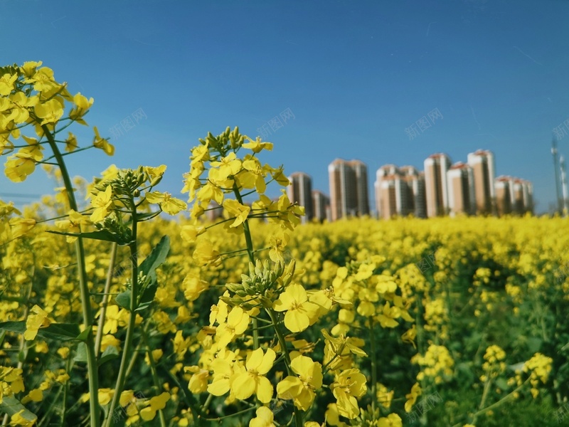 在希望的田野上春光无限jpg设计背景_新图网 https://ixintu.com 乡间 希望 春天 油菜花