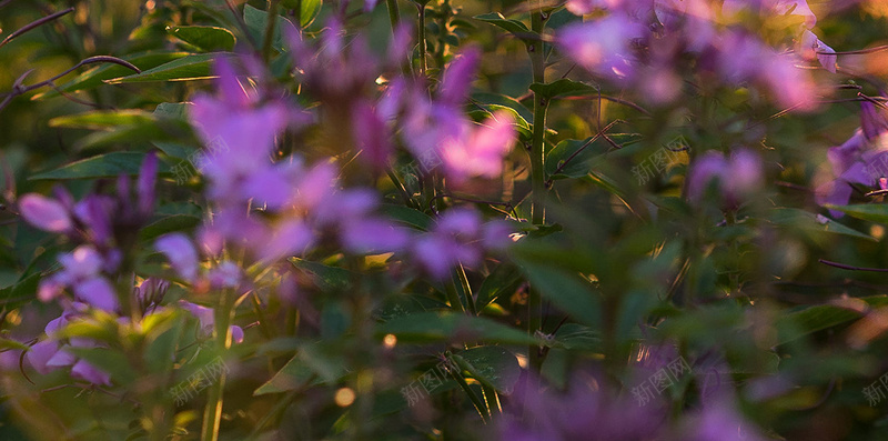 田园花朵小清新背景jpg设计背景_新图网 https://ixintu.com 田园 花朵 小清新 风景 摄影 H5 h5