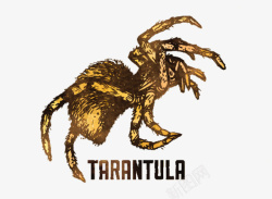 Tarantula手绘狼蛛形态高清图片