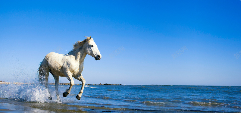 海边飞奔的白马背景