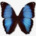 大闪蝶Deidamia艾丽卡图标png免抠素材_新图网 https://ixintu.com animal butterfly deidamia erica morpho 动物 大闪蝶 艾丽卡 蝴蝶