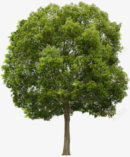 关于树的各种1png免抠素材_新图网 https://ixintu.com 大树 小树 松树 树