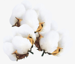 白色的棉花秋季的农作物棉花高清图片