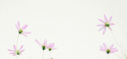 淡色系日系清新文艺淡色花朵背景高清图片
