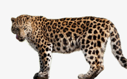 张嘴的豹子猛兽豹子花豹金钱豹观察的豹高清图片