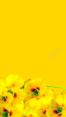 简约黄底黄色花朵H5背景背景