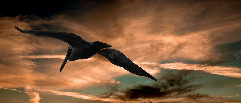 黄云下的海鸥背景