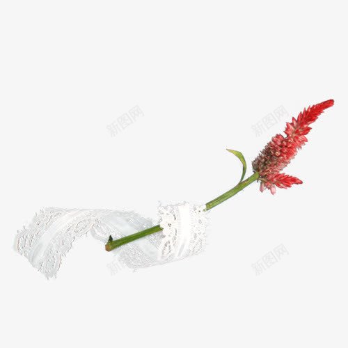 一朵红色的花png免抠素材_新图网 https://ixintu.com 实物图 植物 红色 红色的花 装饰图案