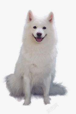 小萨摩耶萨摩耶狗狗抠图高清图片