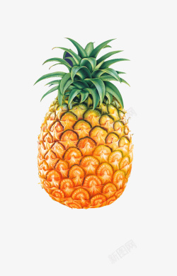 菠菠萝水果1高清图片
