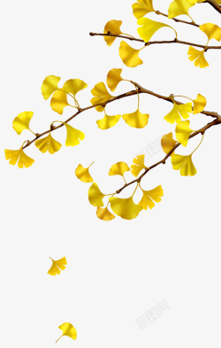枯黄的秋天的银杏树叶树枝高清图片