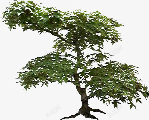 有个性的绿色大树png免抠素材_新图网 https://ixintu.com 个性 绿色 大树 素材