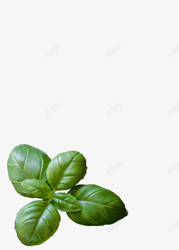 角落的绿色叶子psd免抠素材_新图网 https://ixintu.com 叶子 植物 海报边缘 绿色