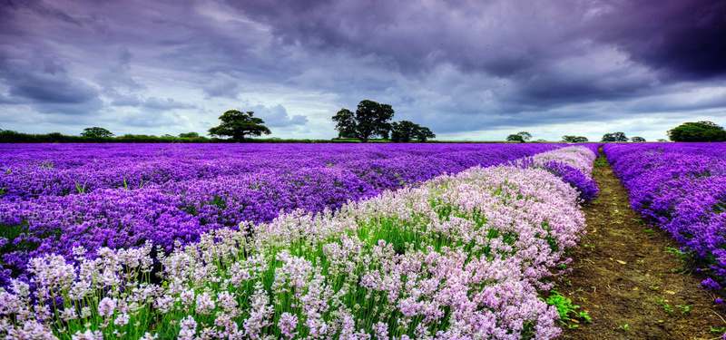 薰衣草忘忧草勿忘我jpg设计背景_新图网 https://ixintu.com 海报banner 摄影 风景 薰衣草忘忧草勿忘我