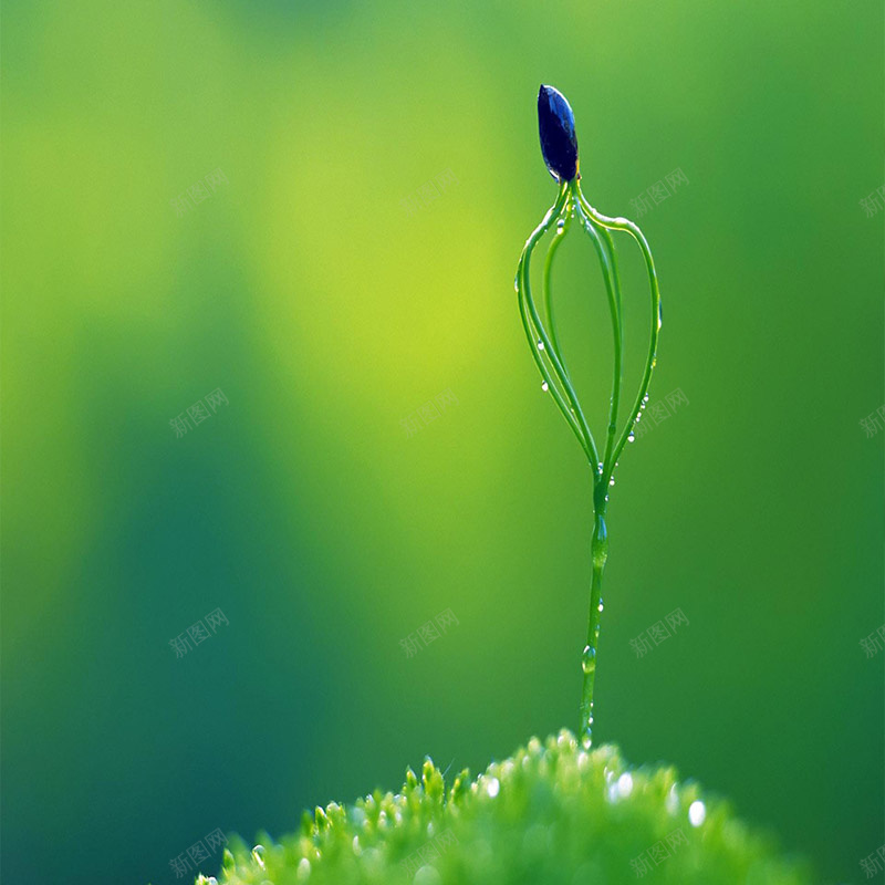 特色植物背景jpg设计背景_新图网 https://ixintu.com 主图 摄影 风景 模糊有特色 水珠露珠植物