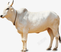 奶牛黑白花乳白色的奶牛高清图片