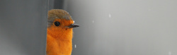 灰色下雪背景唯美小鸟背景高清图片