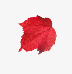 红枫叶落叶秋季素材素材