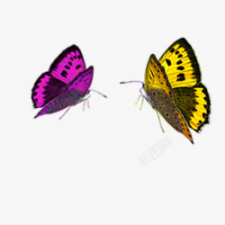 彩色蝴蝶动物素材