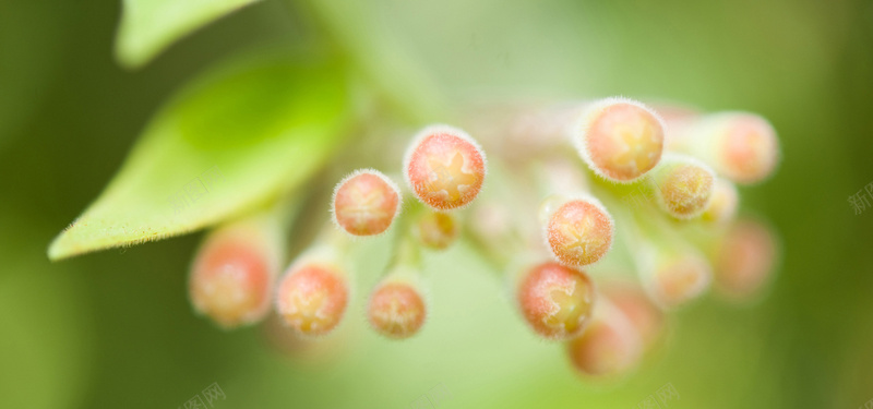 日系文艺清新多肉植物背景jpg设计背景_新图网 https://ixintu.com 日系 文艺 清新 多肉植物 绿色 植物 背景 海报banner 摄影 风景