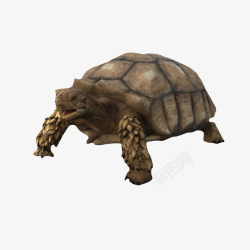 黄绿色乌龟爬行动物陆龟高清图片
