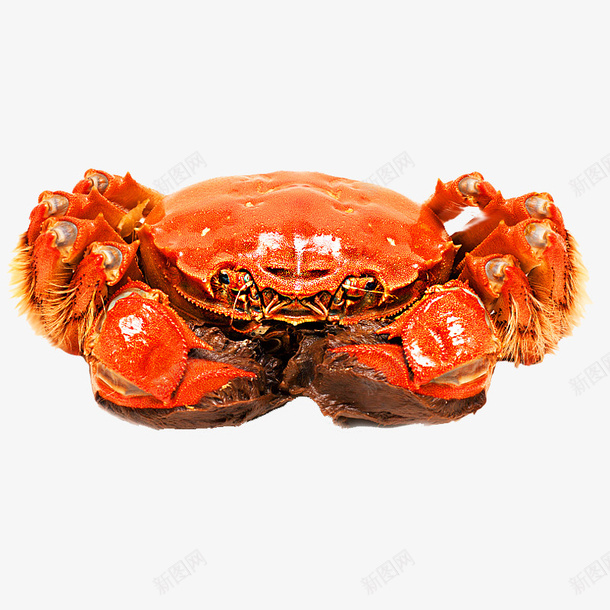 1只螃蟹正面png免抠素材_新图网 https://ixintu.com 大闸蟹 水产海鲜 海蟹 螃蟹
