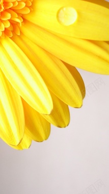 风景黄色花朵H5背景素材背景