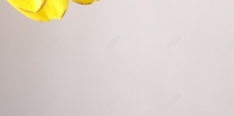 风景黄色花朵H5背景素材jpg设计背景_新图网 https://ixintu.com 风景 黄色 花朵 黄色背景 摄影 H5
