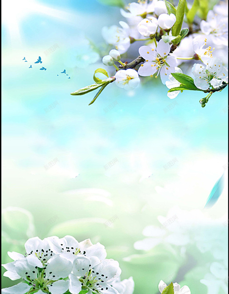 春季玉兰花背景背景图片免费下载 素材m Qgqgtqawg 新图网 春季玉兰花背景背景图片免费下载 素材m Qgqgtqawg 新图网