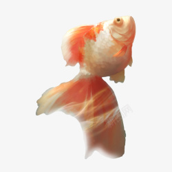 金鱼鱼鲤鱼红色鱼6素材