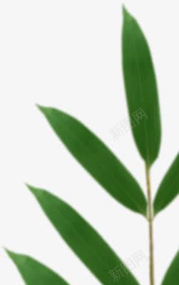 绿色细长的叶子png免抠素材_新图网 https://ixintu.com 叶子 细长 绿色