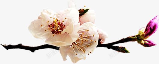 清新夏季白色花朵树枝png免抠素材_新图网 https://ixintu.com 夏季 树枝 清新 白色 花朵