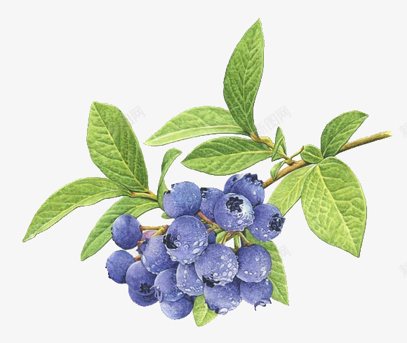 一簇新鲜的蓝莓png免抠素材_新图网 https://ixintu.com 清新 绿叶 蓝莓 装饰